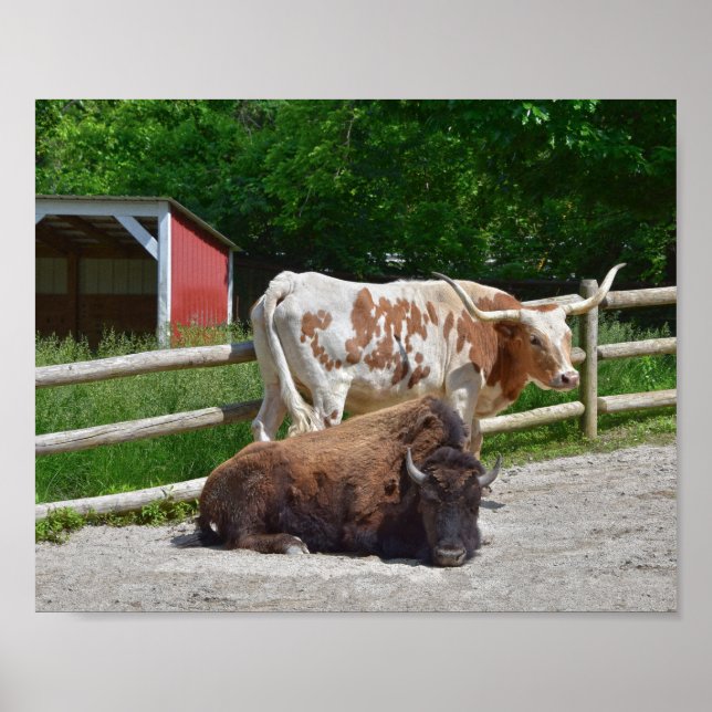 Texas Longhorn und American Bison Poster (Vorne)