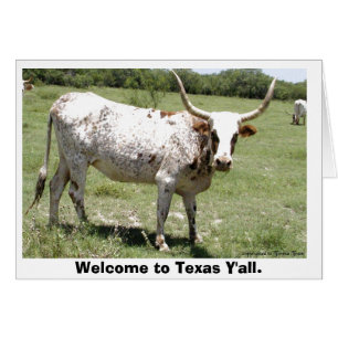 Texas Longhorn, Willkommen in Texas Y'all.