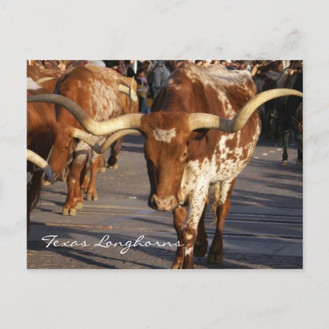 Texas Longhorns Postcard Postkarte (Vorderseite)