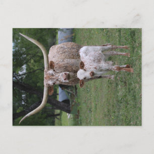 Texas Longhorns Postkarte