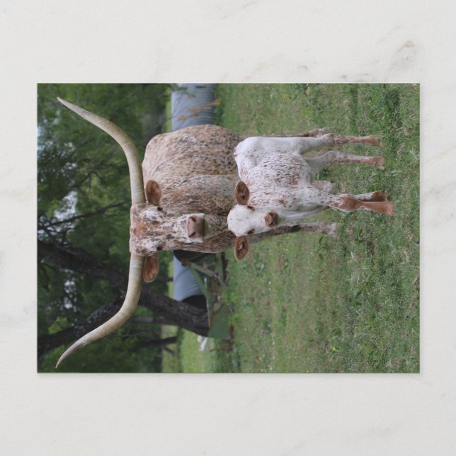 Texas Longhorns Postkarte (Vorderseite)