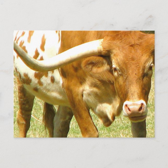 Texas Longhorup Nahe Postkarte (Vorderseite)