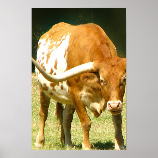 Texas Longhorup Nahes Poster (Vorne)