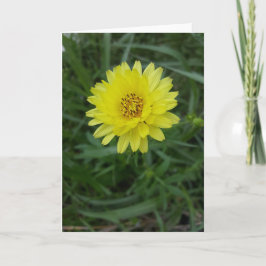 Texas-Löwenzahn Notecards (freier Raum nach innen) Karte
