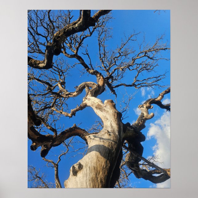 Texas Oak Scarred From Wildfire Poster (Vorne)