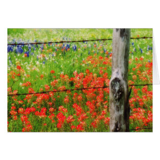 Texas Paintbrush hinter Barbed WIre Fence