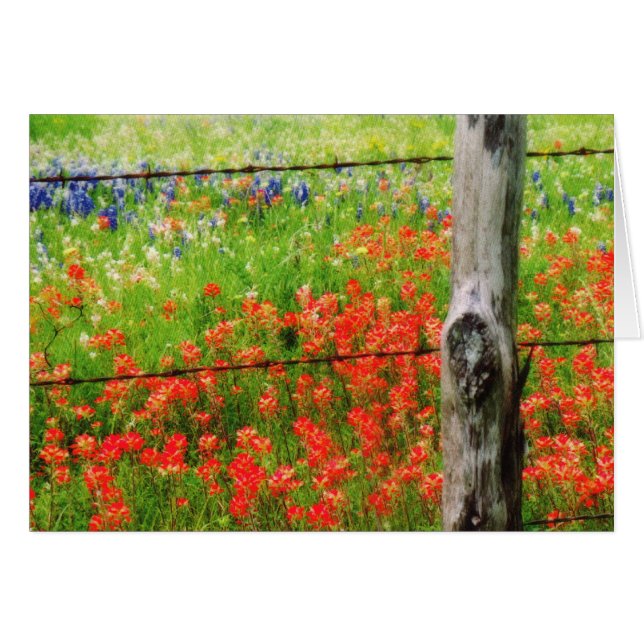 Texas Paintbrush hinter Barbed WIre Fence (Vorderseite (Horizontal))