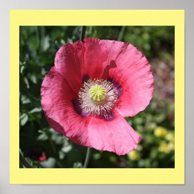Texas Pink Skullcap Print II Poster (Vorne)