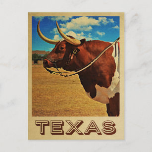 Texas Postcard Bull Vintage Travel Cattle Ranch Postkarte