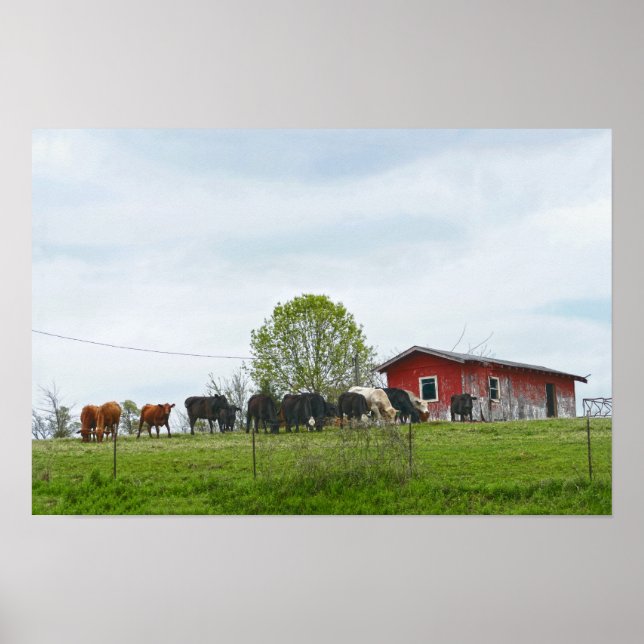 Texas Rind und alter roter Stall Poster (Vorne)
