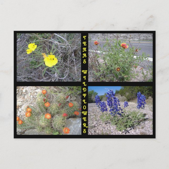 Texas Roadside Wildblumen Postkarte (Vorderseite)