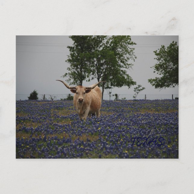Texas Royalty Postkarte (Vorderseite)