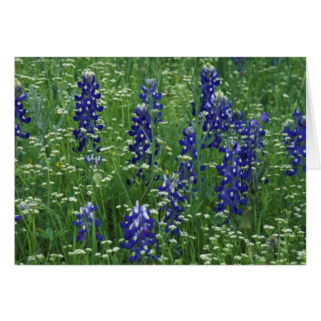 Texas, See Buchanan. Texas Bluebonnet und Wild (Vorderseite (Horizontal))