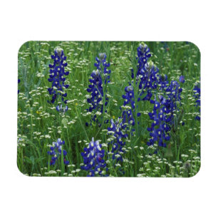 Texas, See Buchanan. Texas Bluebonnet und Wild Magnet