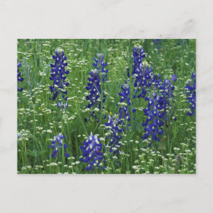 Texas, See Buchanan. Texas Bluebonnet und Wild Postkarte