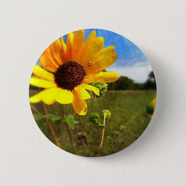 Texas-Sonnenblumen durch Jill Button (Vorderseite)