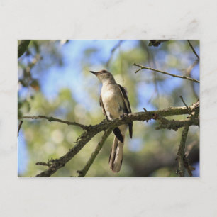 Texas Staat Bird Post Card Postkarte