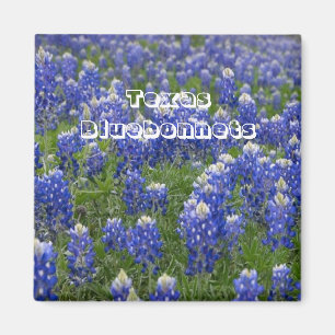Texas Staat Blumen Bluebonnets Magnet