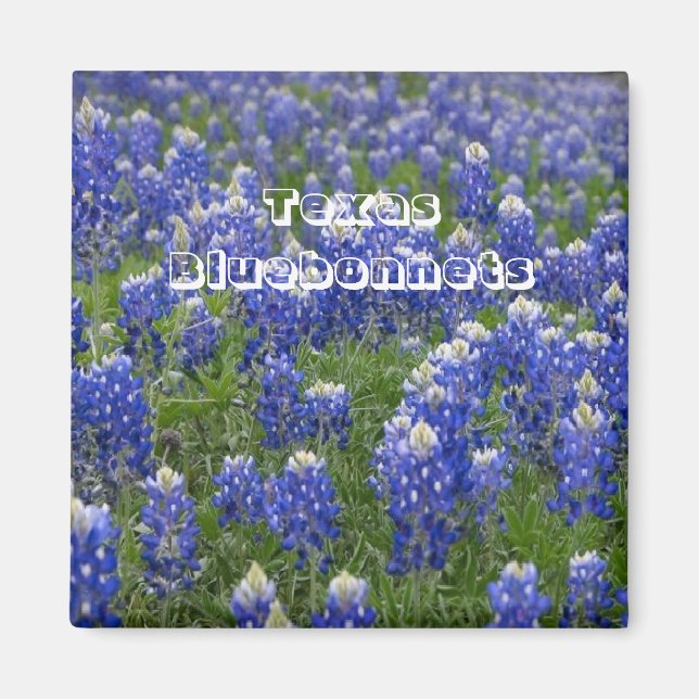 Texas Staat Blumen Bluebonnets Magnet (Vorne)