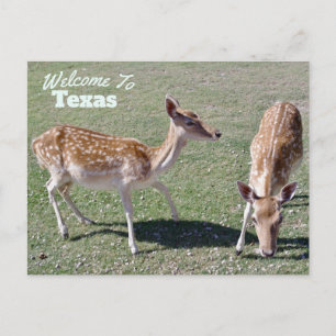 Texas Staat Postkarte