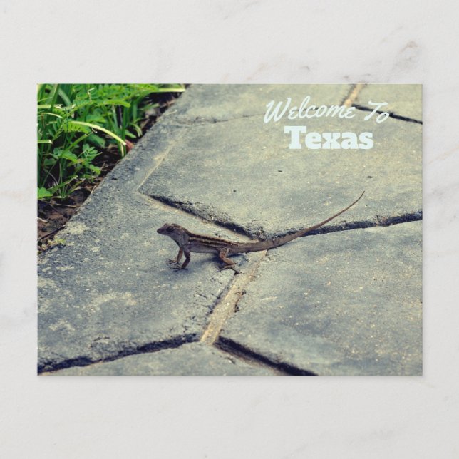 Texas Staat Postkarte (Vorderseite)