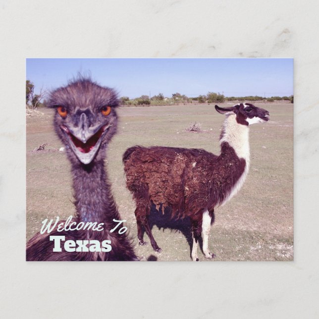 Texas Staat Postkarte (Vorderseite)