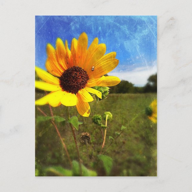 Texas Sunblumen von Jill Postkarte (Vorderseite)