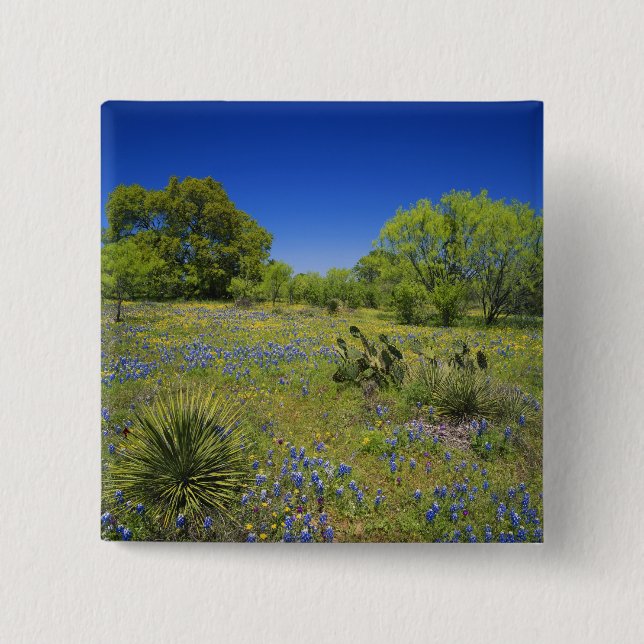 Texas, Texas Hill Country, Low bladderpod, Button (Vorderseite)