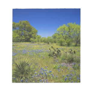Texas, Texas Hill Country, Low Bladderpod, Notizblock