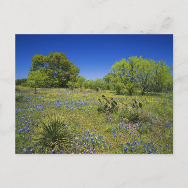 Texas, Texas Hill Country, Low Bladderpod, Postkarte (Vorderseite)