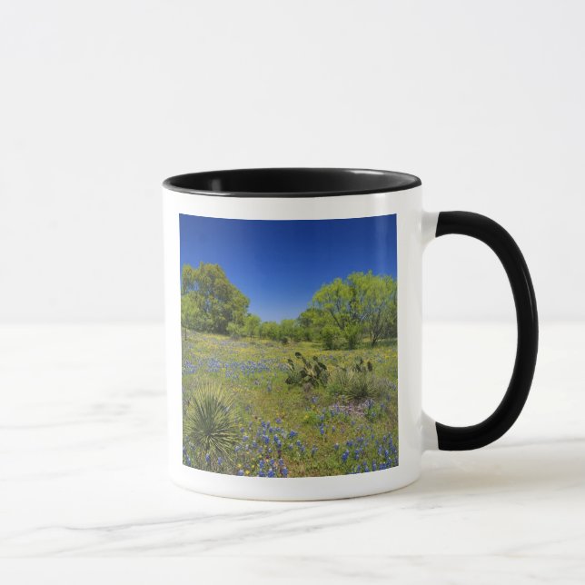 Texas, Texas Hill Country, Low bladderpod, Tasse (Rechts)
