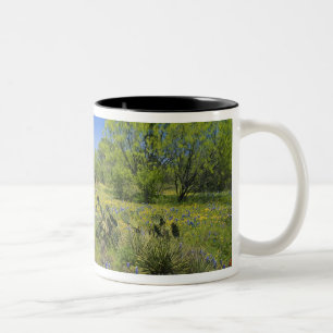 Texas, Texas Hill Country, Niedrige Blasenfrucht, Zweifarbige Tasse