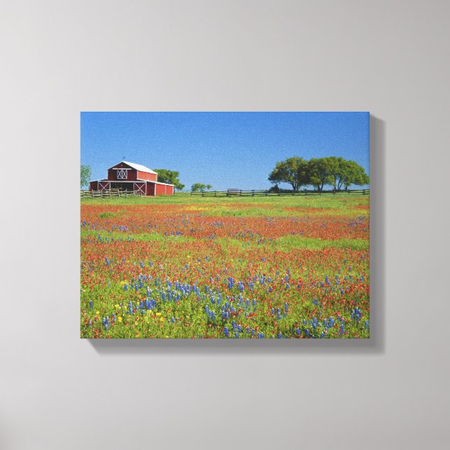 Texas, Texas Hill Country, Texas Malpinsel Leinwanddruck (Vorderseite)