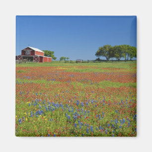 Texas, Texas Hill Country, Texas-Malschrecke Magnet