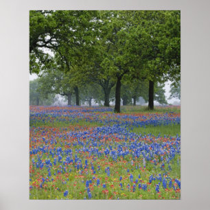 Texas, Texas Hill Country, Texas Paintbrush und Poster
