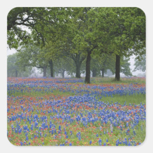 Texas, Texas Hill Country, Texas Paintbrush und Quadratischer Aufkleber