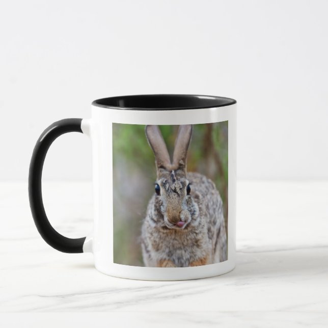 Texas-Waldkaninchenkaninchen Tasse (Links)