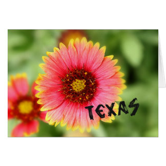 Texas-Wildblume