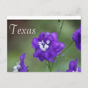 Texas-Wildblume Postcard-Lila Wildblume Postkarte