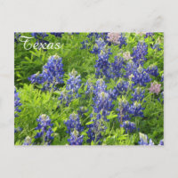 Texas-Wildblume Postcard-Texas-Bluebonnets