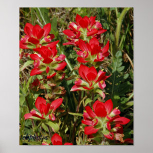 Texas-Wildblume Poster