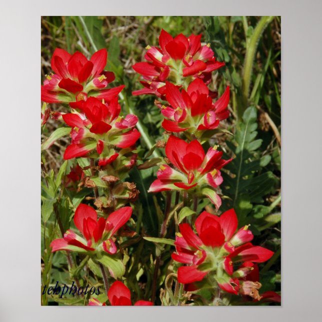 Texas-Wildblume Poster (Vorne)