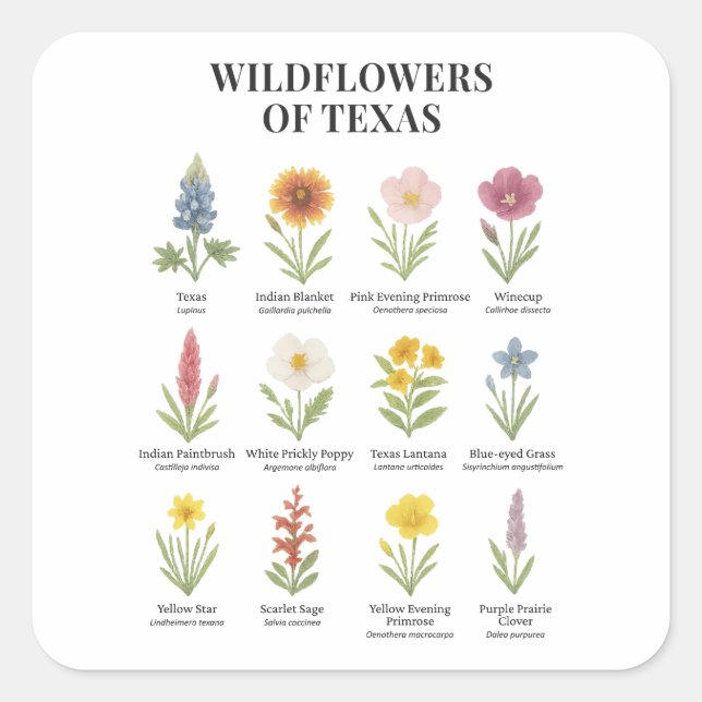 Texas-Wildblumen im Wasserfarbenstil Quadratischer Aufkleber (Vorderseite)