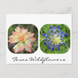Texas Wildblumen Postcard Postkarte