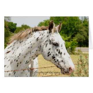 TexasAppaloosa