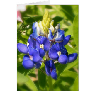 TexasBluebonnet