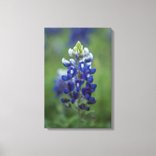 TexasBluebonnet Leinwanddruck