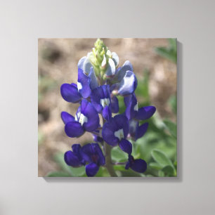 TexasBluebonnet: Nahaufnahme-Makroansicht Leinwanddruck