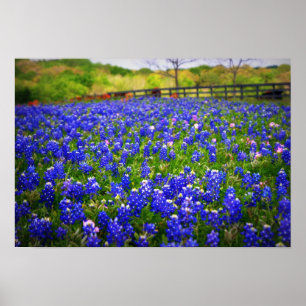 TexasBluebonnet Poster