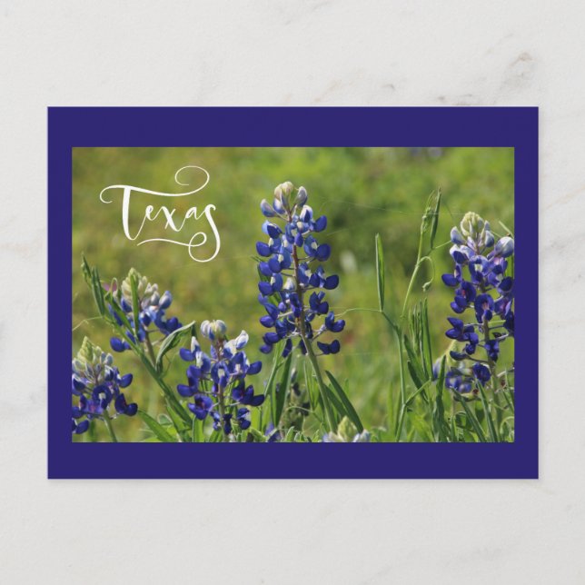 Texasbluebonnet-Postkarte Postkarte (Vorderseite)